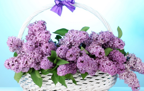 Сирень в корзине