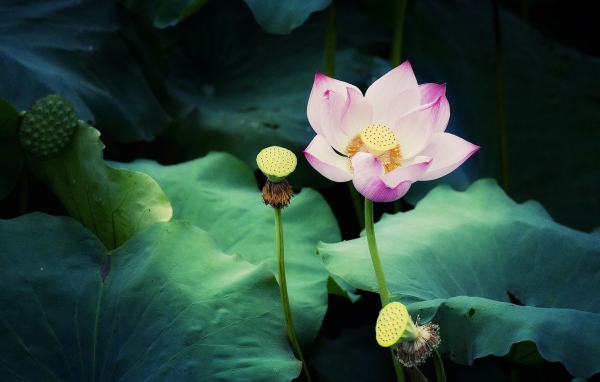 Цветок лотоса