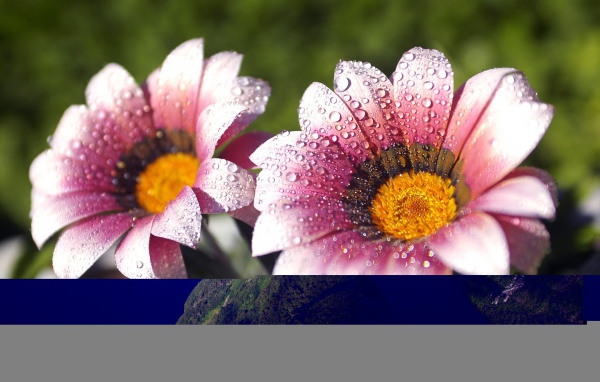 Утренняя влага