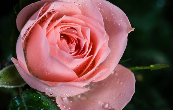 Cамая нежная роза