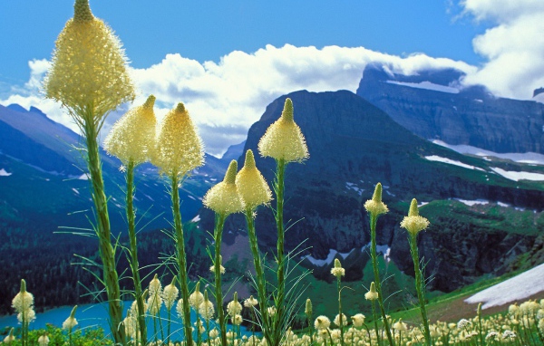 Горные цветы метелки
