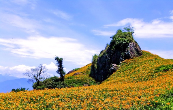 Гора в оранжевых цветах