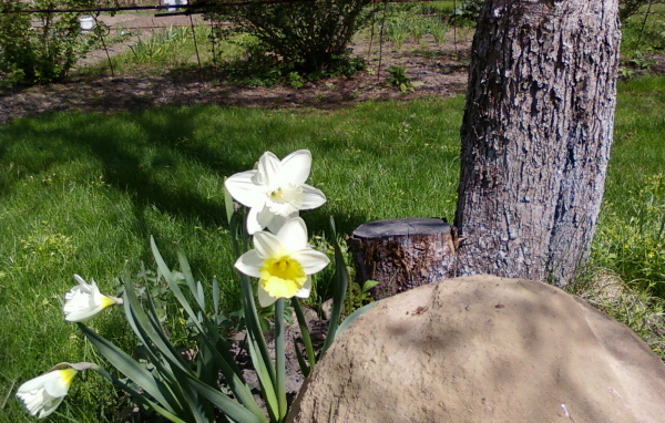 Красивое растение нектароскордум в саду