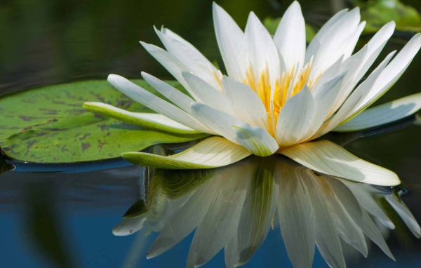 Нимфея красивый цветок на воде