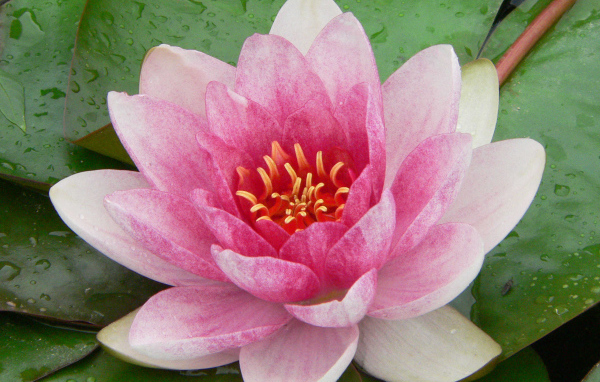 Нимфея цветок