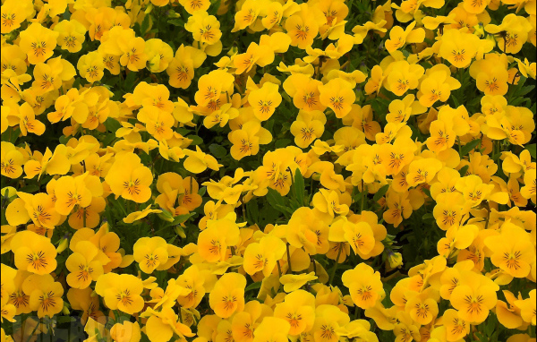 На большой поляне цветы анютины глазки