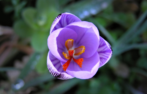 На поляне цветок шафран