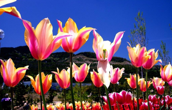 Один тюльпан завял