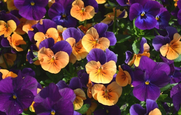 Оранжевые и фиолетовые цветы