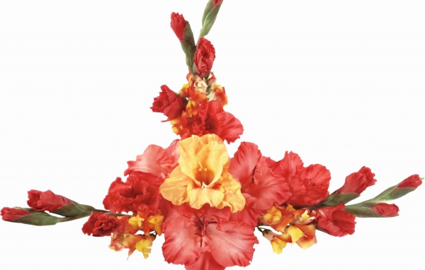 Оранжевые и красные гладиолусы