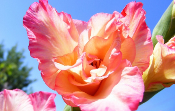 Цветок оранжевого гладиолуса