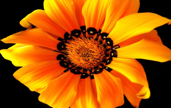 Оранжевый цветок на черном фоне