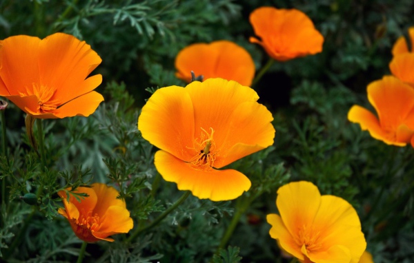 Оранжевые цветы