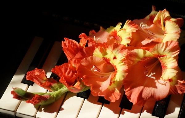 Оранжевые с желтым цветы гладиолуса