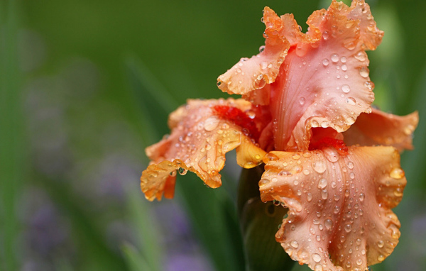 Оранжевый цветок ирис