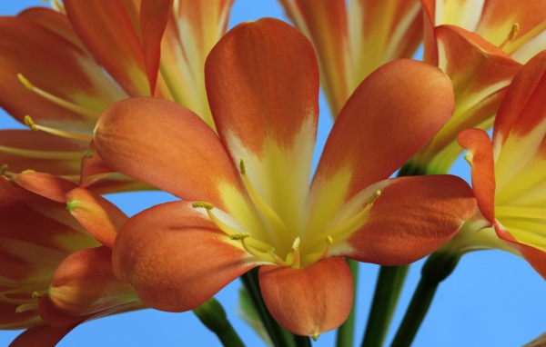 Оранжевые лилии