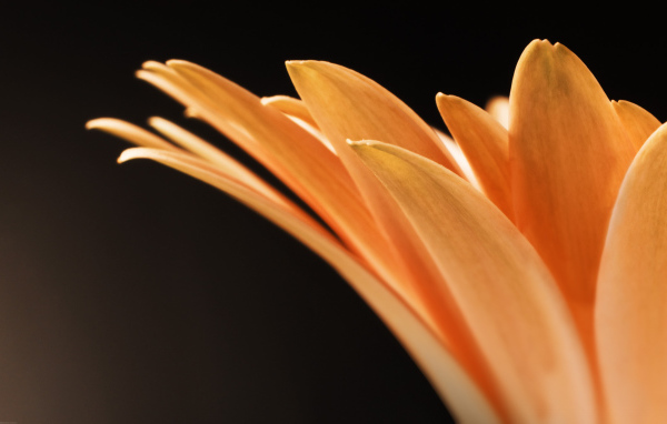 Оранжевые лепестки цветка