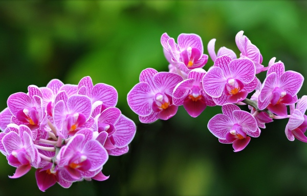 Цветки Орхидеи