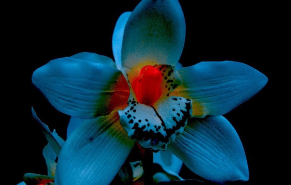 Орхидея на черном фоне