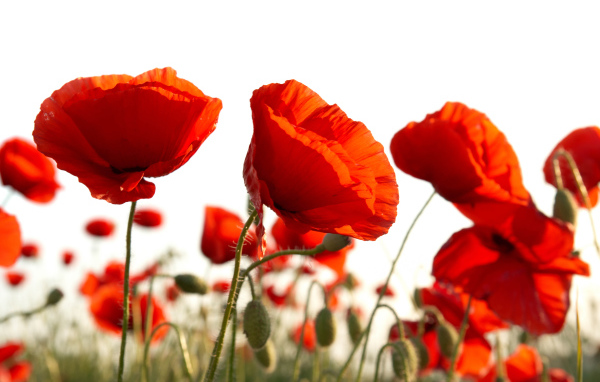 Восточный мак распустился в поле