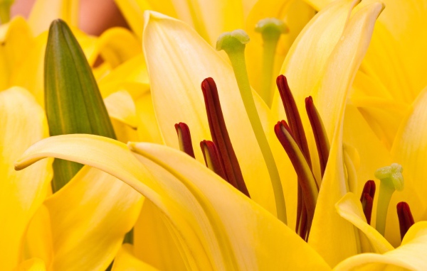 Восточная лилия