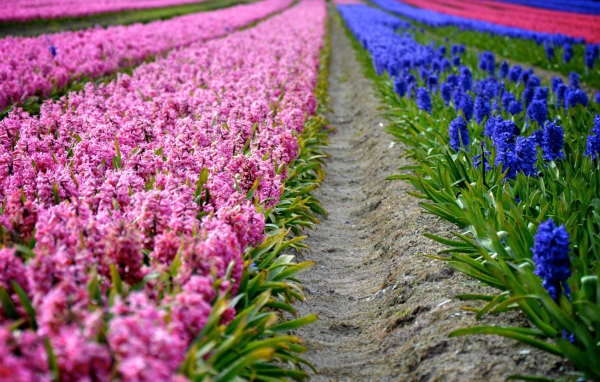 Поля декоративных цветов