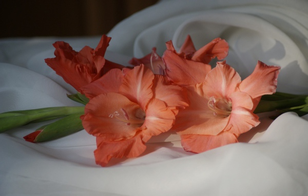 Пара оранжевых гладиолусов