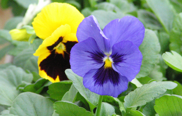 Анютины глазки расцвели в саду