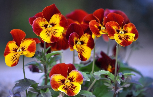 Цветы анютины глазки расцвели