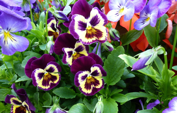 Цветы анютины глазки расцвели в лесу