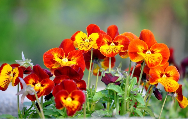 Цветы анютины глазки расцвели в саду