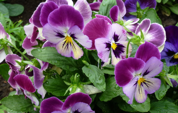 Цветы анютины глазки расцвели на поляне