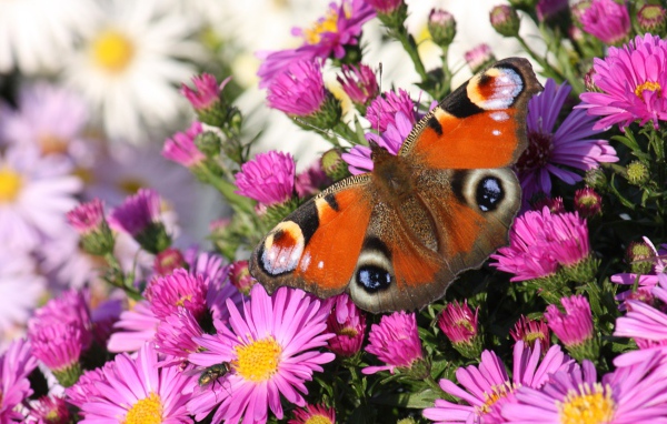 Бабочка павлин