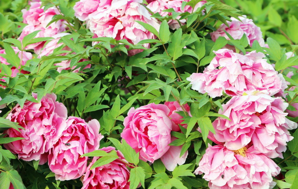Цветы пионы в саду