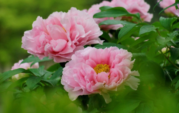 Цветы пионы под солнцем