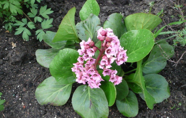 Многолетнее цветы бадан в парке