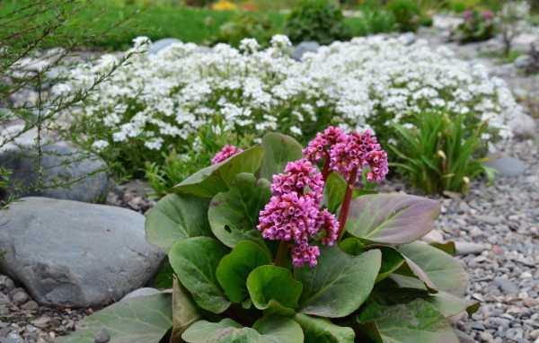 Многолетнее растение бадан