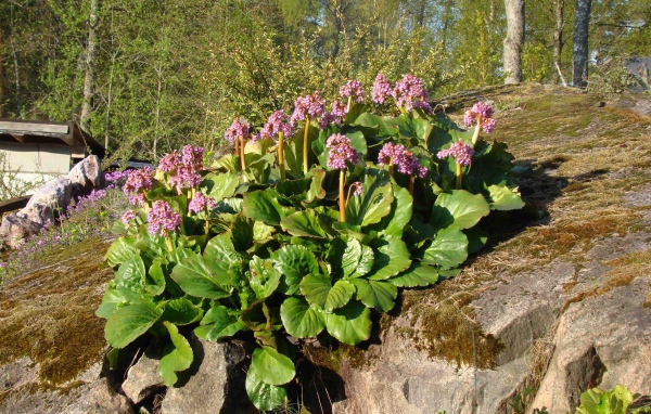 Многолетнее растение бадан в парке