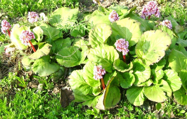 Многолетнее растение бадан на солнце