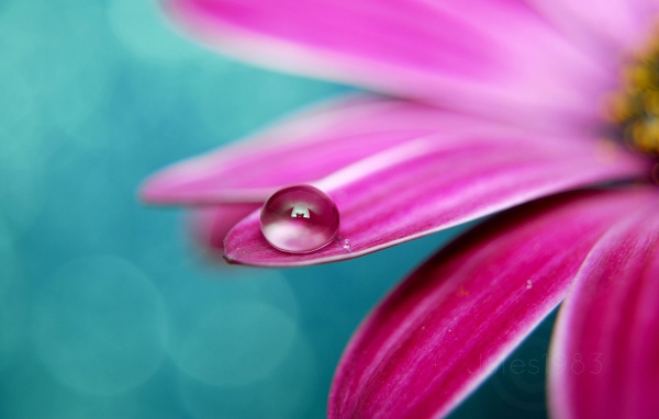 Идеальная роса