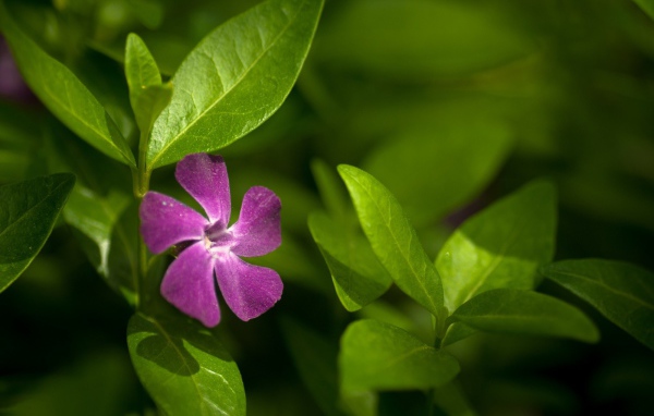 Выращивание цветов барвинок в саду