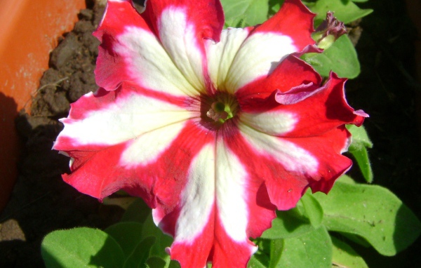 Выращивание цветов петуния в саду