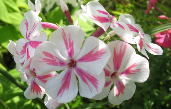 Флокс расцвел на солнечной поляне