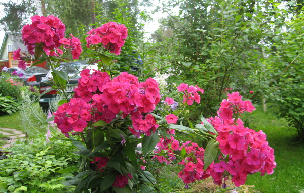 Цветы флокс цветут на поляне