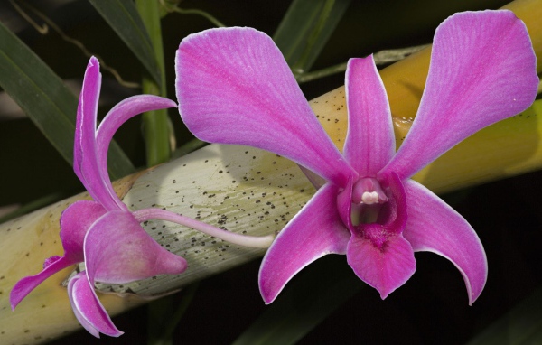 Розовые цветы орхидеи