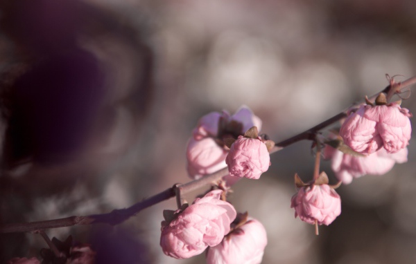 Розовые бутоны на ветке