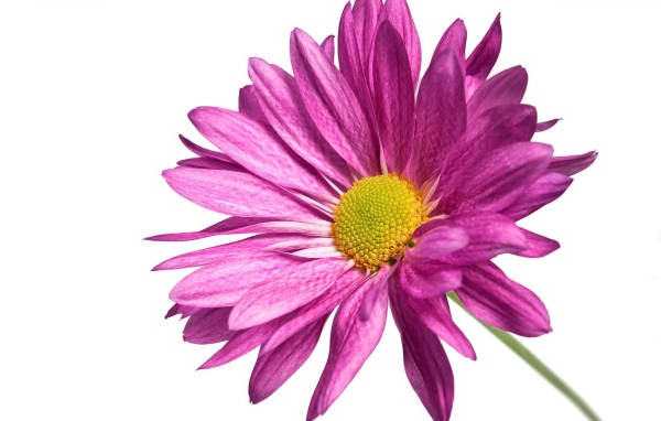 Розовая ромашка