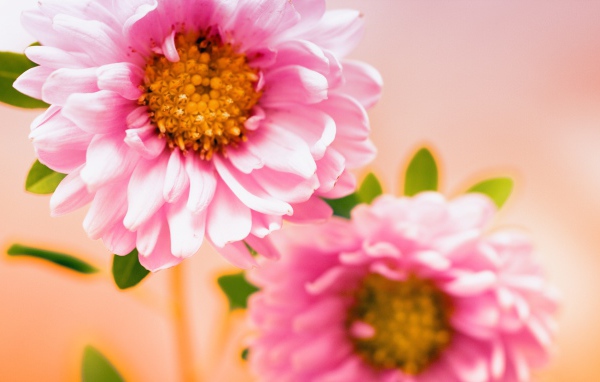 Пара розовых цветов