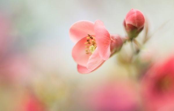 Розовый цветок