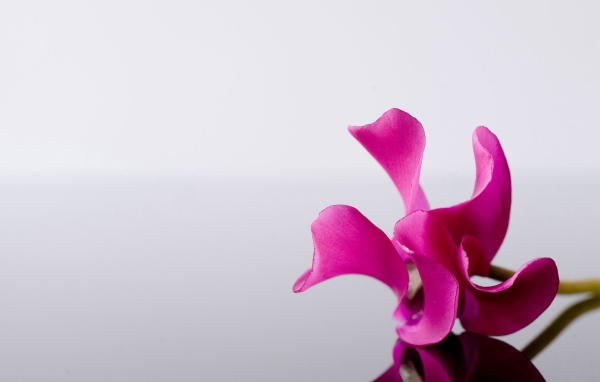 Одинокий розовый цветок